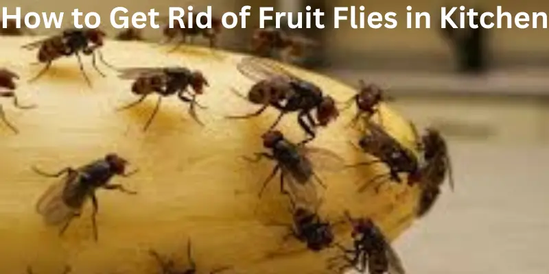 How to Get Rid of Fruit Flies in Kitchen.