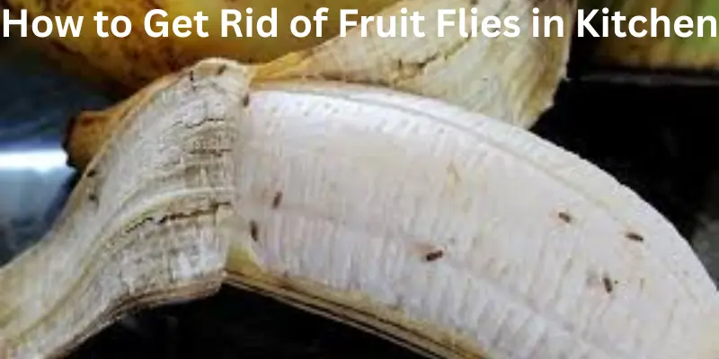 How to Get Rid of Fruit Flies in Kitchen..