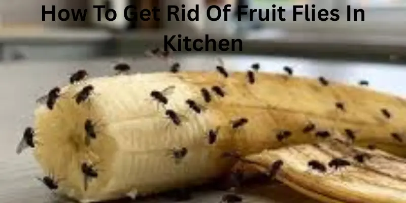 How to get rid of fruit flies in kitchen.