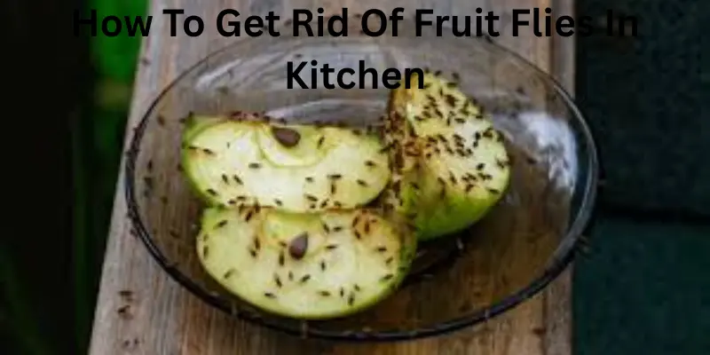How to get rid of fruit flies in kitchen..
