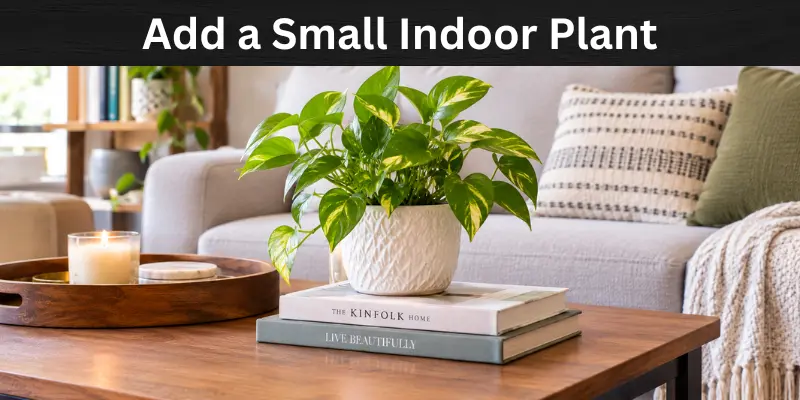 Small green indoor plant in a decorative pot styled on a wooden coffee table.