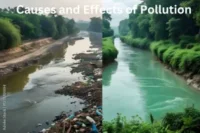 Causes and Effects of Pollution: A Complete Guide to Environmental Damage and Sustainable Solutions
