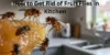 How to Get Rid of Fruit Flies in Kitchen: Fast Complete Home Guide - Post Thumbnail
