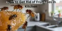How to Get Rid of Fruit Flies in Kitchen: Fast Complete Home Guide