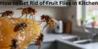 How to Get Rid of Fruit Flies in Kitchen: Fast Complete Home Guide